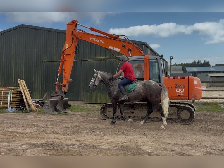Caballo de deporte irlandés Caballo castrado 5 años 168 cm Tordo rodado in Sligo