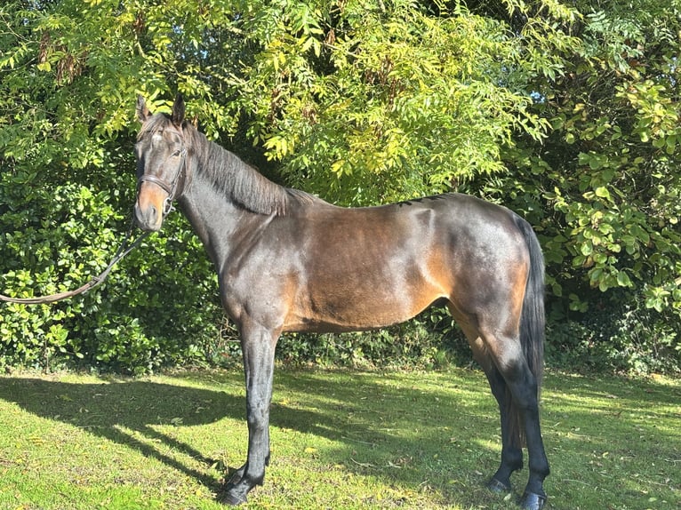 Caballo de deporte irlandés Caballo castrado 5 años 170 cm Castaño in Newcastle West