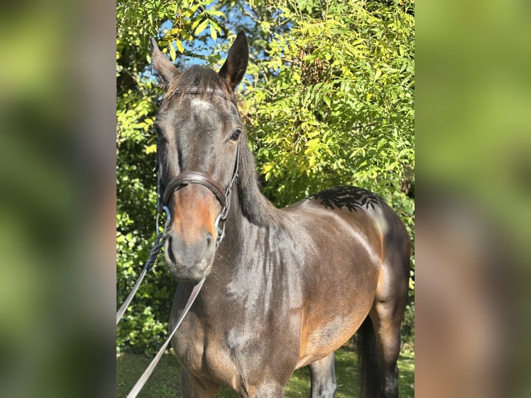 Caballo de deporte irlandés Caballo castrado 5 años 170 cm Castaño in Newcastle West