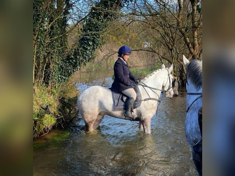 Caballo de deporte irlandés Caballo castrado 5 años 170 cm Tordo in Cork