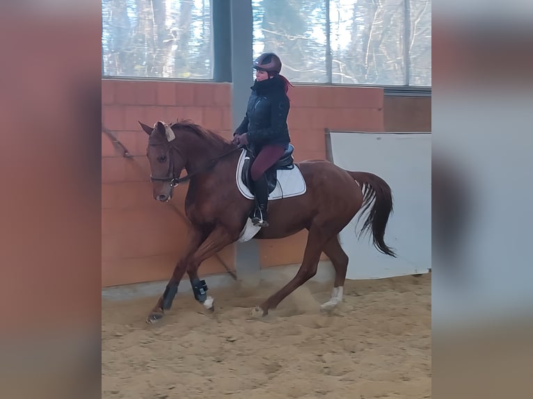 Caballo de deporte irlandés Caballo castrado 5 años 172 cm Alazán in Lage