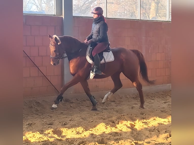 Caballo de deporte irlandés Caballo castrado 5 años 172 cm Alazán in Lage