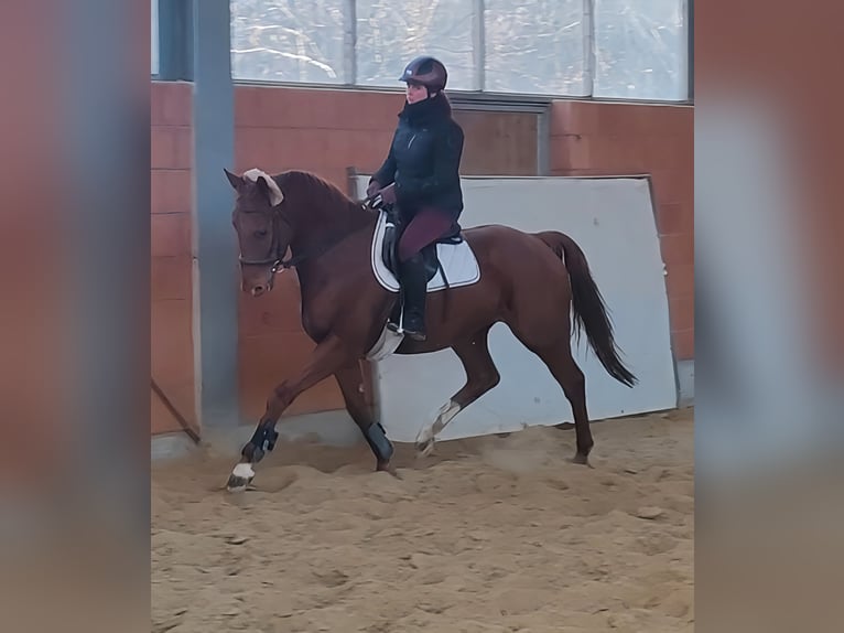 Caballo de deporte irlandés Caballo castrado 5 años 172 cm Alazán in Lage