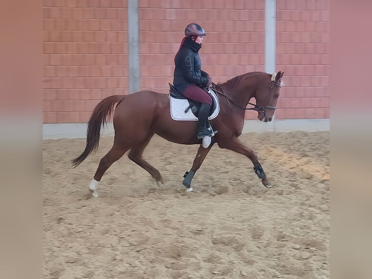 Caballo de deporte irlandés Caballo castrado 5 años 172 cm Alazán in Lage