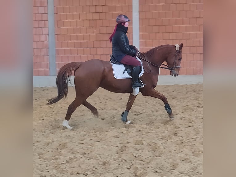 Caballo de deporte irlandés Caballo castrado 5 años 172 cm Alazán in Lage