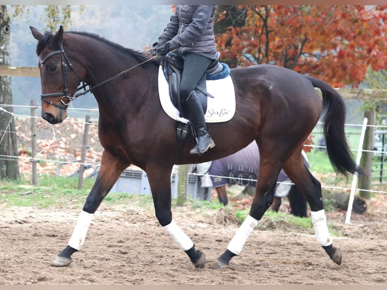 Caballo de deporte irlandés Caballo castrado 5 años 172 cm Morcillo in Uelsen