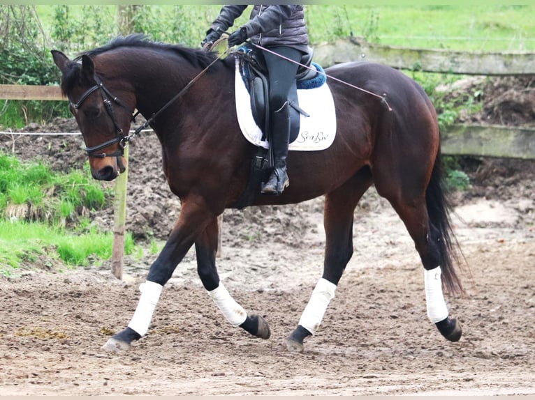 Caballo de deporte irlandés Caballo castrado 5 años 172 cm Morcillo in Uelsen