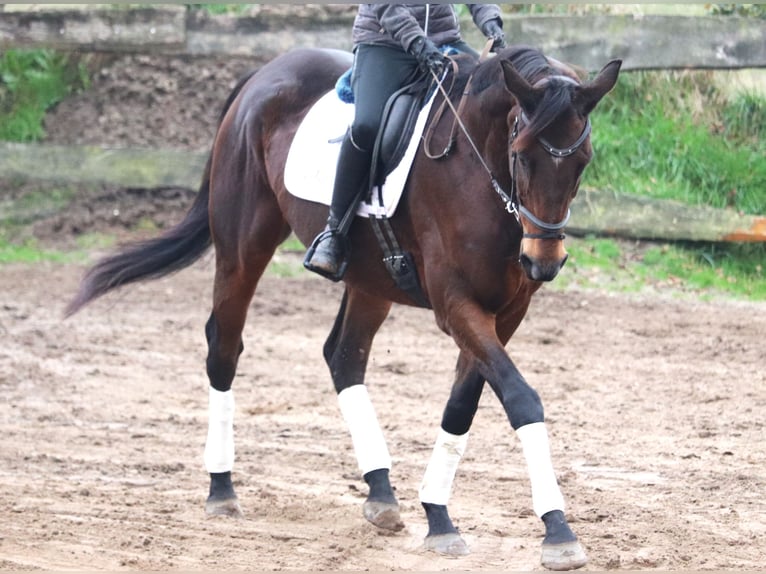 Caballo de deporte irlandés Caballo castrado 5 años 172 cm Morcillo in Uelsen