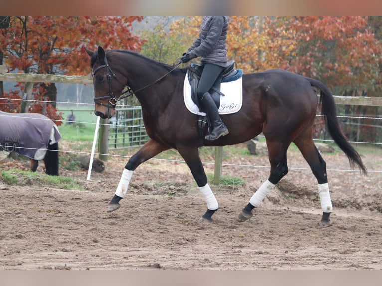 Caballo de deporte irlandés Caballo castrado 5 años 172 cm Morcillo in Uelsen