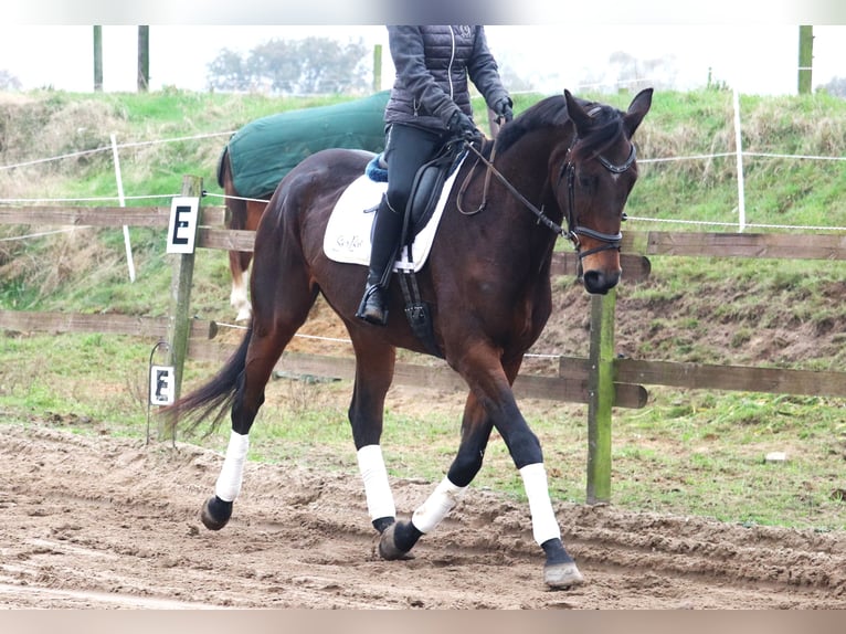 Caballo de deporte irlandés Caballo castrado 5 años 172 cm Morcillo in Uelsen