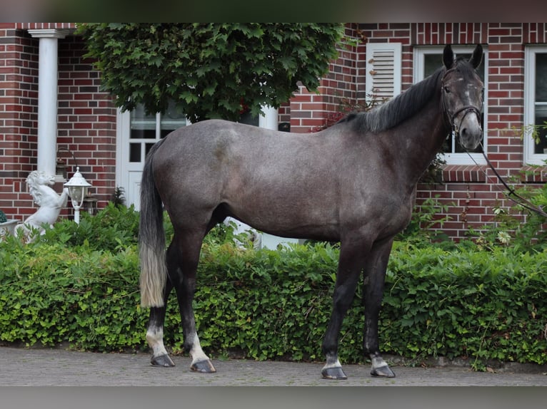 Caballo de deporte irlandés Caballo castrado 5 años 172 cm Tordillo negro in Wächtersbach