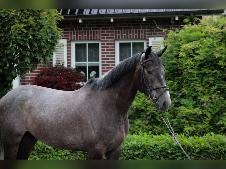 Caballo de deporte irlandés Caballo castrado 5 años 172 cm Tordillo negro in Wächtersbach