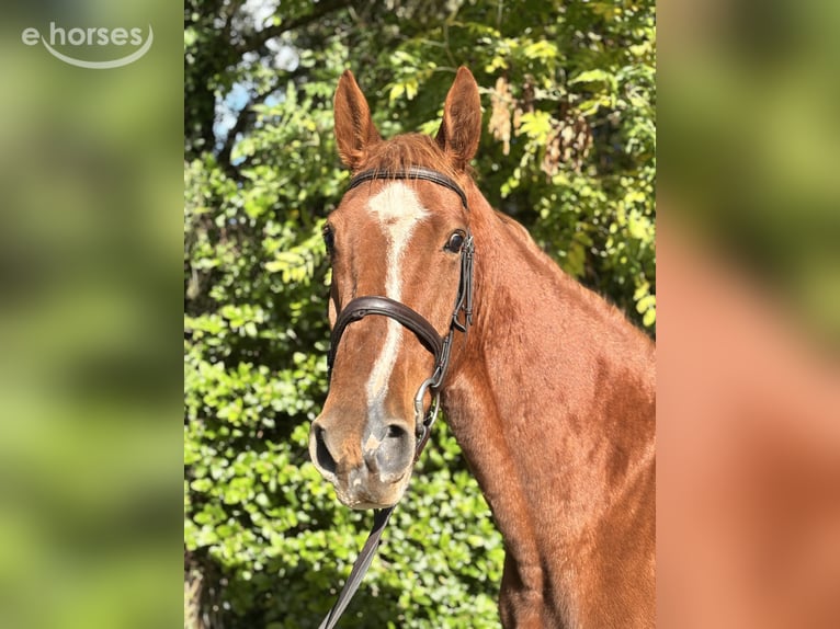 Caballo de deporte irlandés Caballo castrado 5 años 173 cm Alazán in Newcastle West