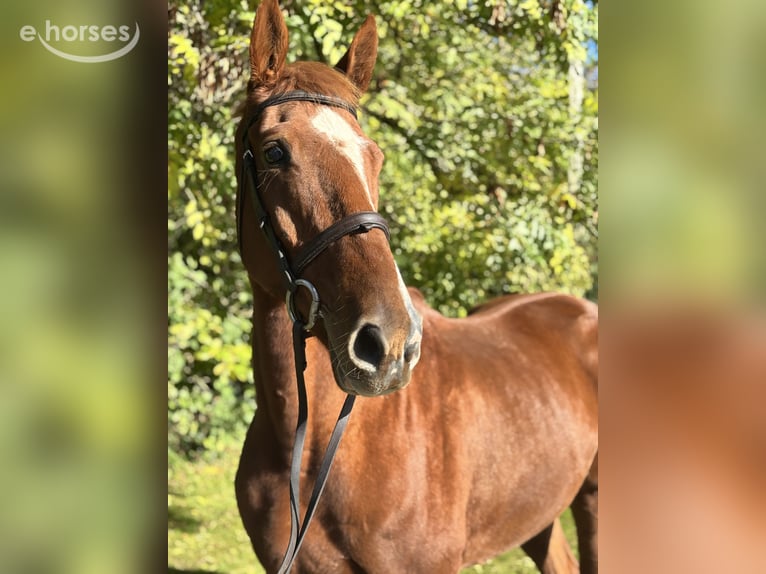 Caballo de deporte irlandés Caballo castrado 5 años 173 cm Alazán in Newcastle West