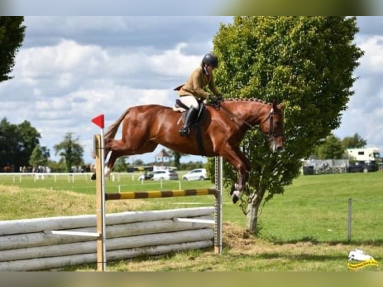 Caballo de deporte irlandés Caballo castrado 5 años 173 cm Alazán-tostado in Richmond, Virginia