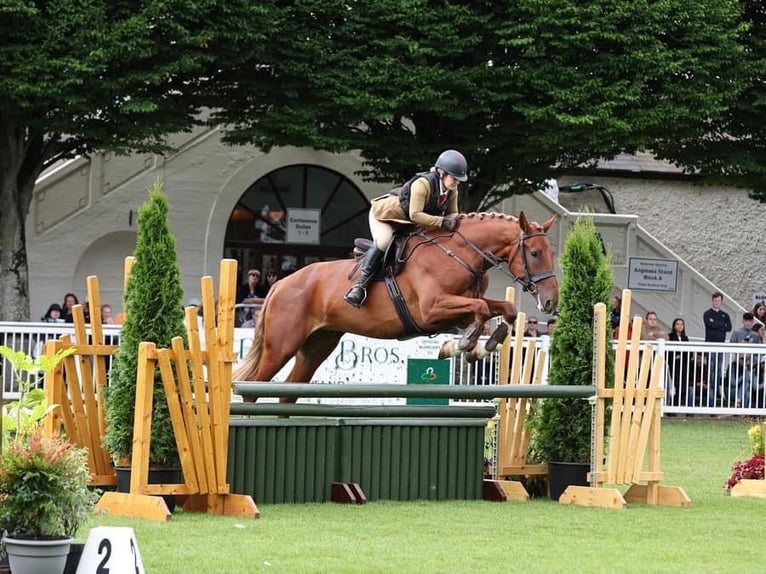 Caballo de deporte irlandés Caballo castrado 5 años 173 cm Alazán-tostado in Richmond, Virginia