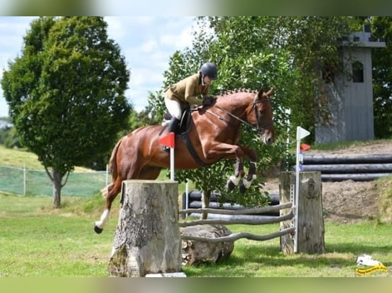 Caballo de deporte irlandés Caballo castrado 5 años 173 cm Alazán-tostado in Richmond, Virginia