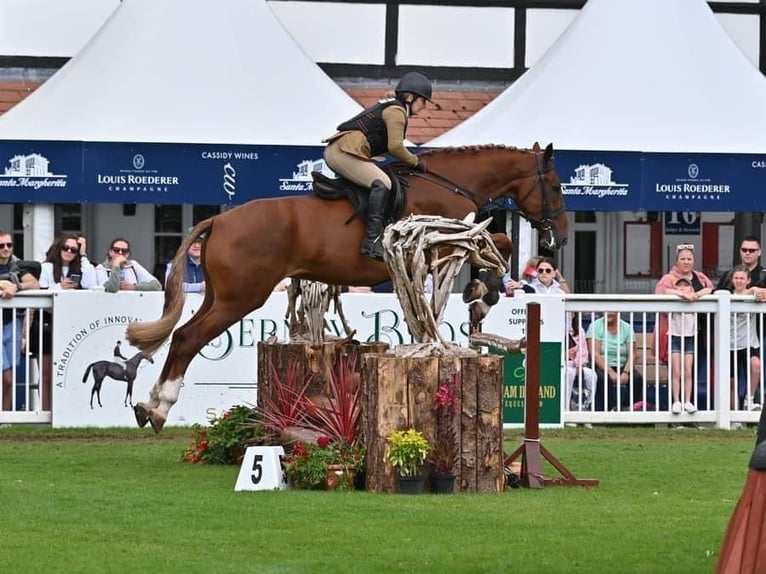 Caballo de deporte irlandés Caballo castrado 5 años 173 cm Alazán-tostado in Richmond, Virginia