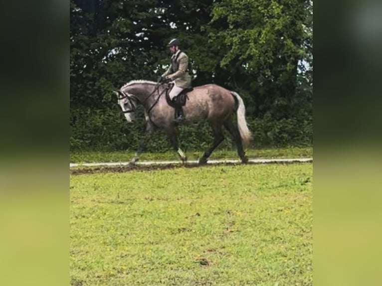 Caballo de deporte irlandés Caballo castrado 5 años 175 cm Tordo in Limerick