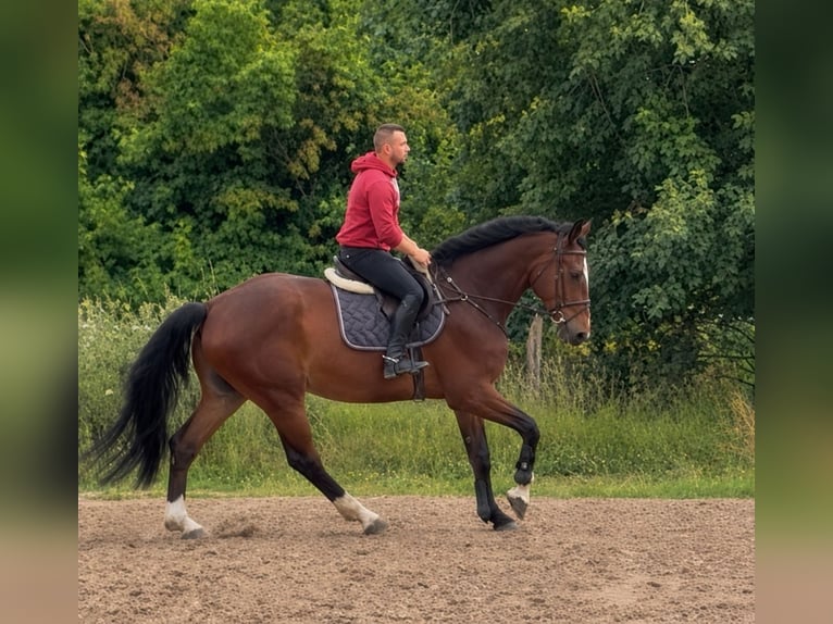 Caballo de deporte irlandés Caballo castrado 5 años 178 cm Castaño in Elze