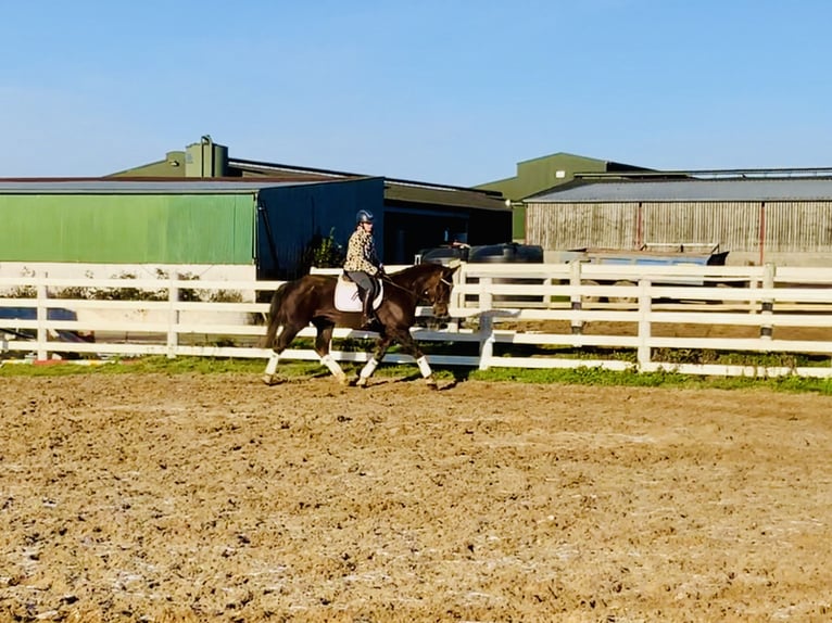 Caballo de deporte irlandés Caballo castrado 5 años Alazán-tostado in Mountrath