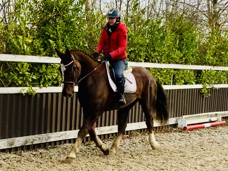 Caballo de deporte irlandés Caballo castrado 5 años Alazán-tostado in Mountrath