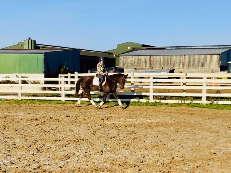 Caballo de deporte irlandés Caballo castrado 5 años Alazán-tostado in Mountrath