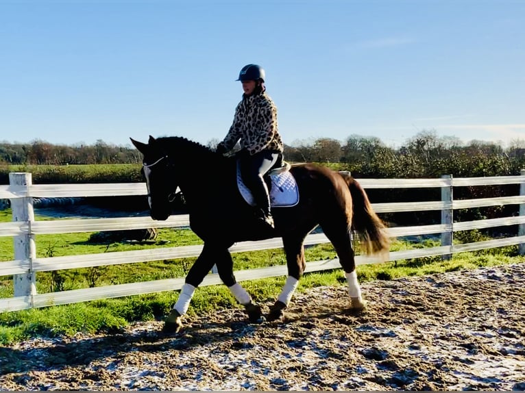 Caballo de deporte irlandés Caballo castrado 5 años Alazán-tostado in Mountrath