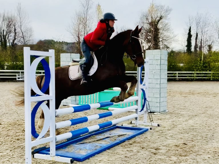 Caballo de deporte irlandés Caballo castrado 5 años Alazán-tostado in Mountrath