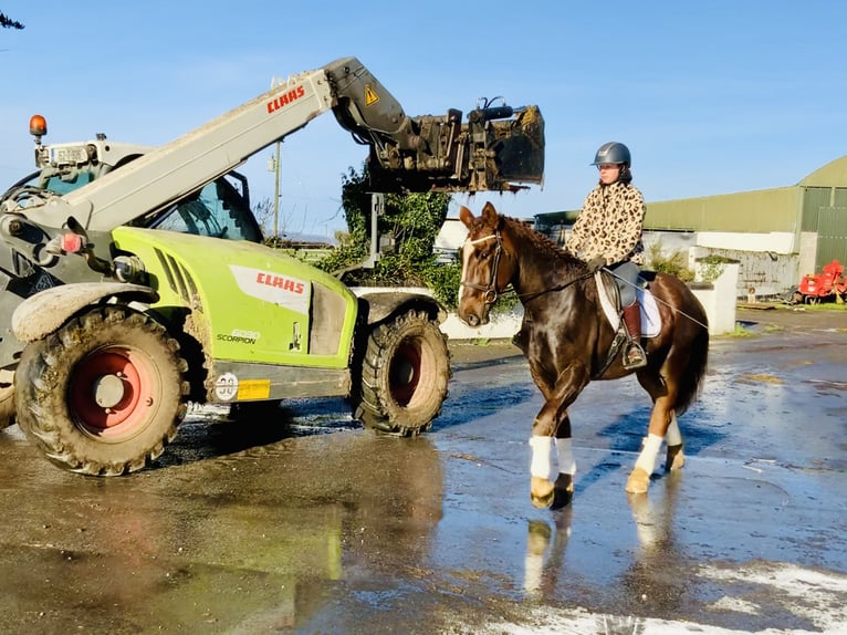 Caballo de deporte irlandés Caballo castrado 5 años Alazán-tostado in Mountrath