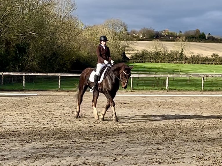 Caballo de deporte irlandés Caballo castrado 5 años Alazán-tostado in Mountrath