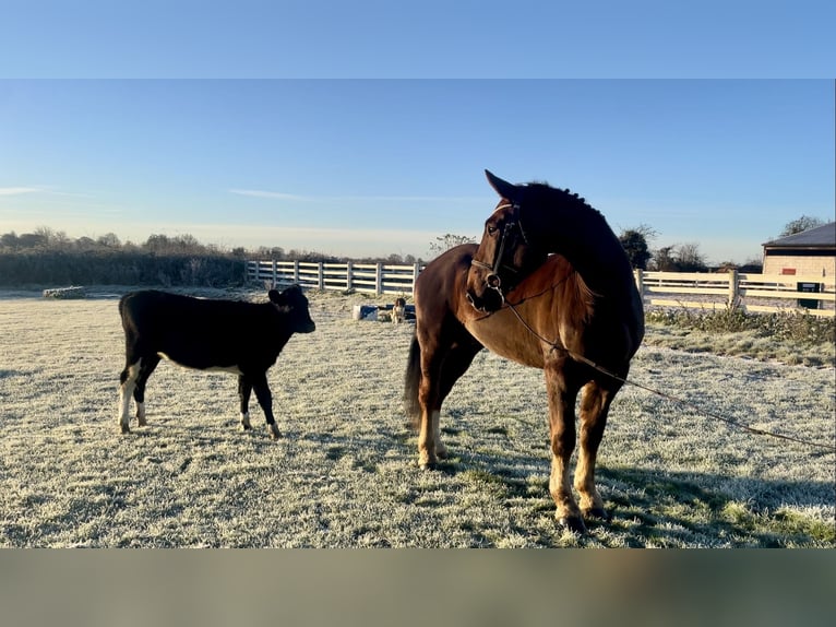 Caballo de deporte irlandés Caballo castrado 5 años Alazán-tostado in Mountrath