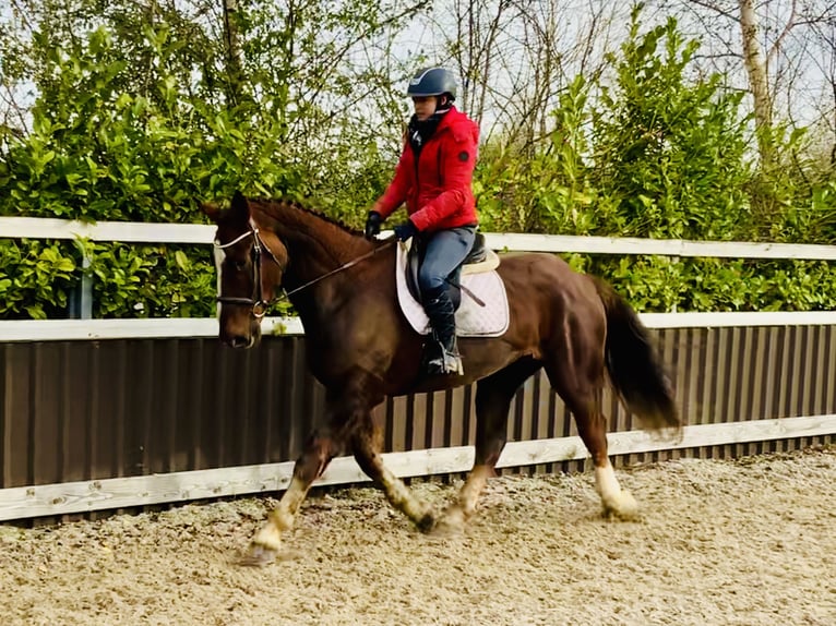 Caballo de deporte irlandés Caballo castrado 5 años Alazán-tostado in Mountrath