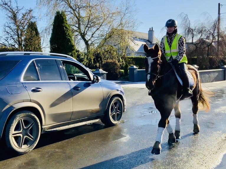 Caballo de deporte irlandés Caballo castrado 5 años Alazán-tostado in Mountrath