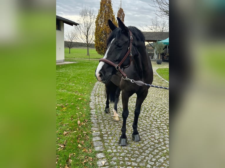 Caballo de deporte irlandés Caballo castrado 6 años 148 cm Negro in Endingen am Kaiserstuhl