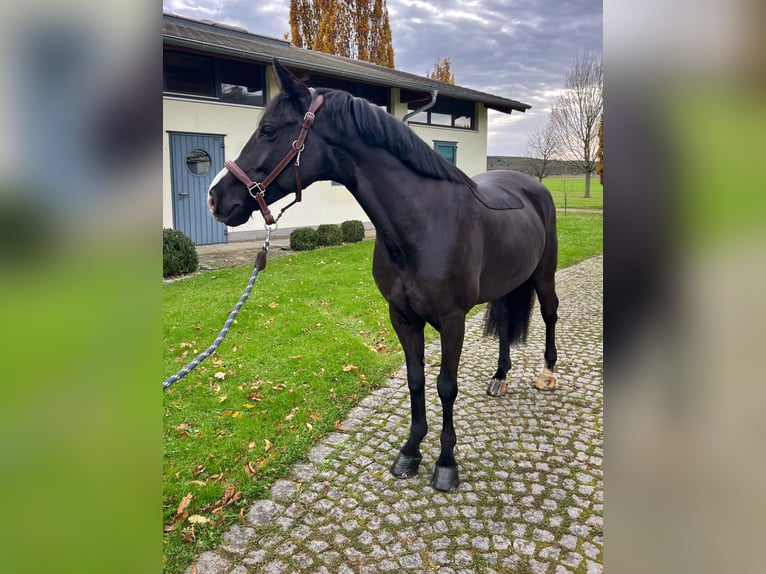 Caballo de deporte irlandés Caballo castrado 6 años 148 cm Negro in Endingen am Kaiserstuhl