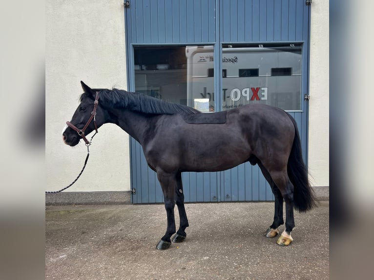 Caballo de deporte irlandés Caballo castrado 6 años 148 cm Negro in Endingen am Kaiserstuhl