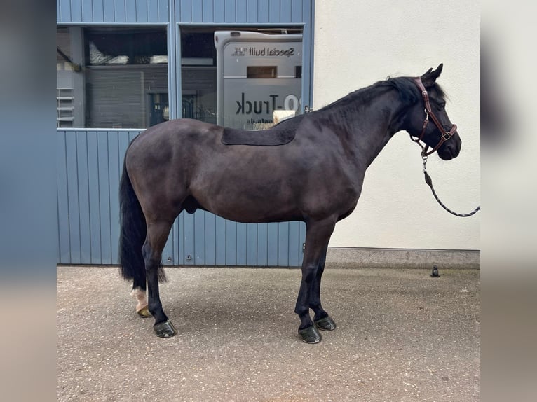 Caballo de deporte irlandés Caballo castrado 6 años 148 cm Negro in Endingen am Kaiserstuhl