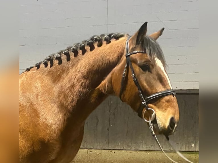 Caballo de deporte irlandés Caballo castrado 6 años 150 cm Castaño in Hopsten