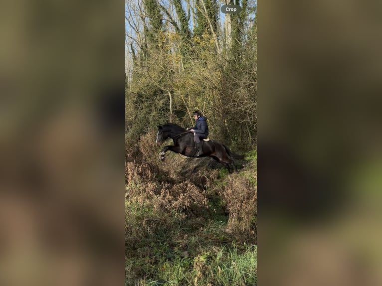 Caballo de deporte irlandés Caballo castrado 6 años 150 cm Castaño oscuro in Kildare