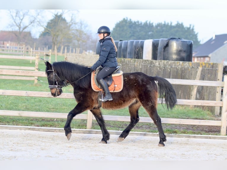 Caballo de deporte irlandés Caballo castrado 6 años 151 cm Castaño oscuro in Bogaarden