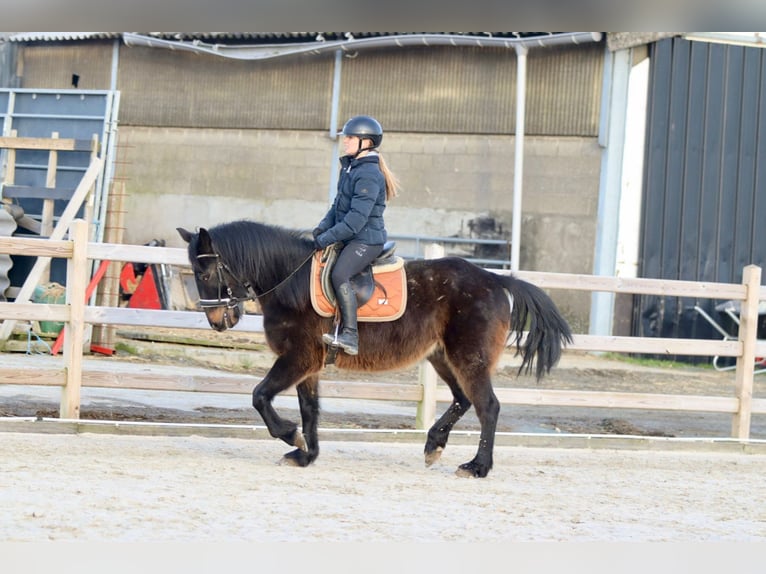 Caballo de deporte irlandés Caballo castrado 6 años 151 cm Castaño oscuro in Bogaarden