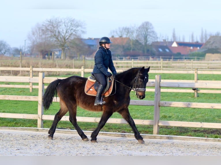 Caballo de deporte irlandés Caballo castrado 6 años 151 cm Castaño oscuro in Bogaarden