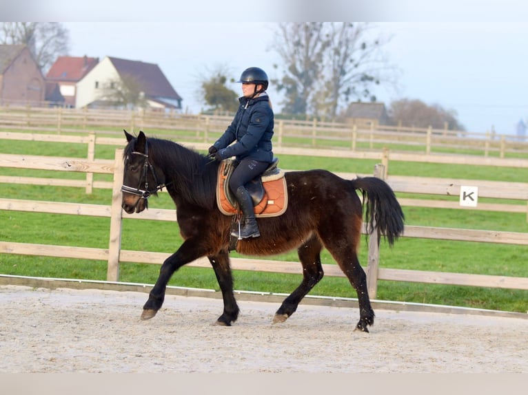 Caballo de deporte irlandés Caballo castrado 6 años 151 cm Castaño oscuro in Bogaarden