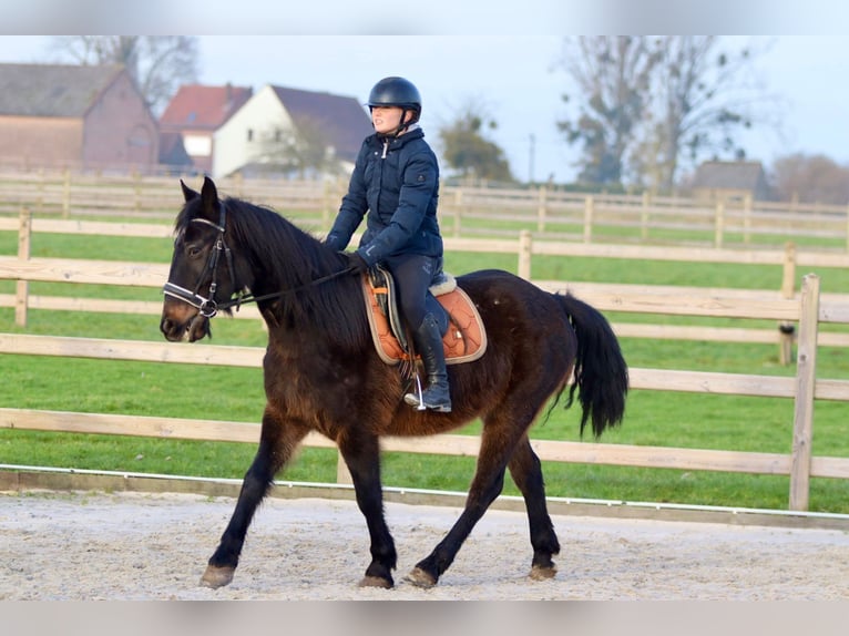 Caballo de deporte irlandés Caballo castrado 6 años 151 cm Castaño oscuro in Bogaarden