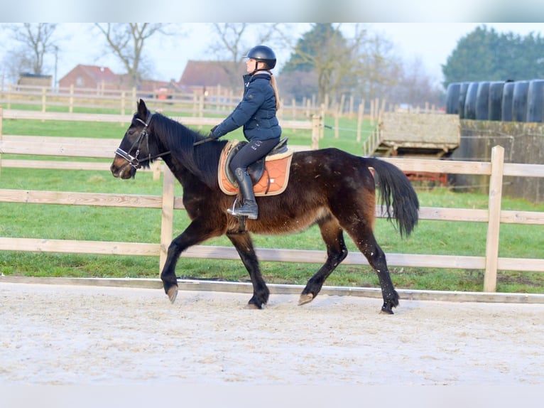 Caballo de deporte irlandés Caballo castrado 6 años 151 cm Castaño oscuro in Bogaarden