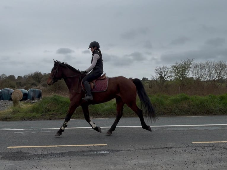 Caballo de deporte irlandés Caballo castrado 6 años 153 cm Castaño rojizo in Sligo
