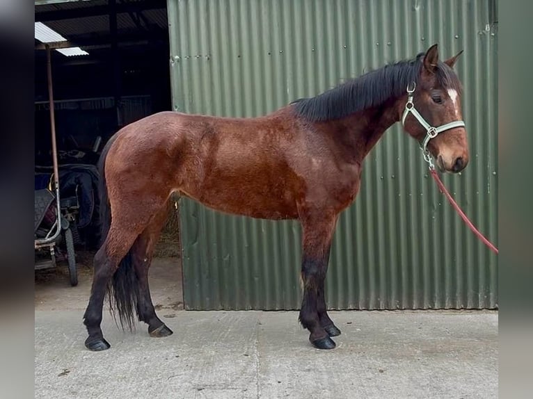 Caballo de deporte irlandés Caballo castrado 6 años 153 cm Castaño rojizo in Sligo