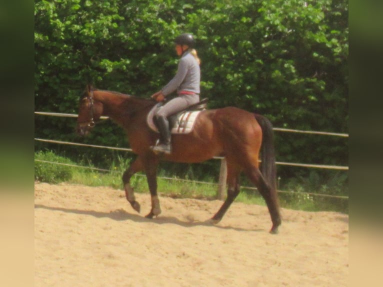 Caballo de deporte irlandés Caballo castrado 6 años 155 cm Castaño in Velpke