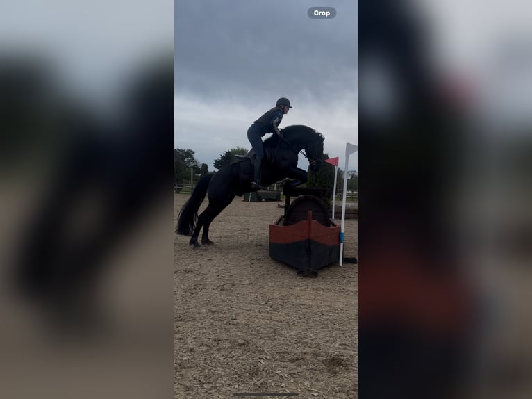 Caballo de deporte irlandés Caballo castrado 6 años 158 cm Negro in Wexford, Ireland